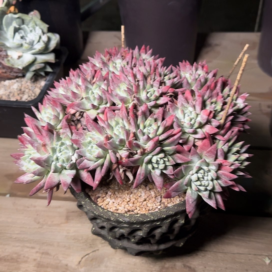 清**露250215005多肉植物仙女杯清晨雨露