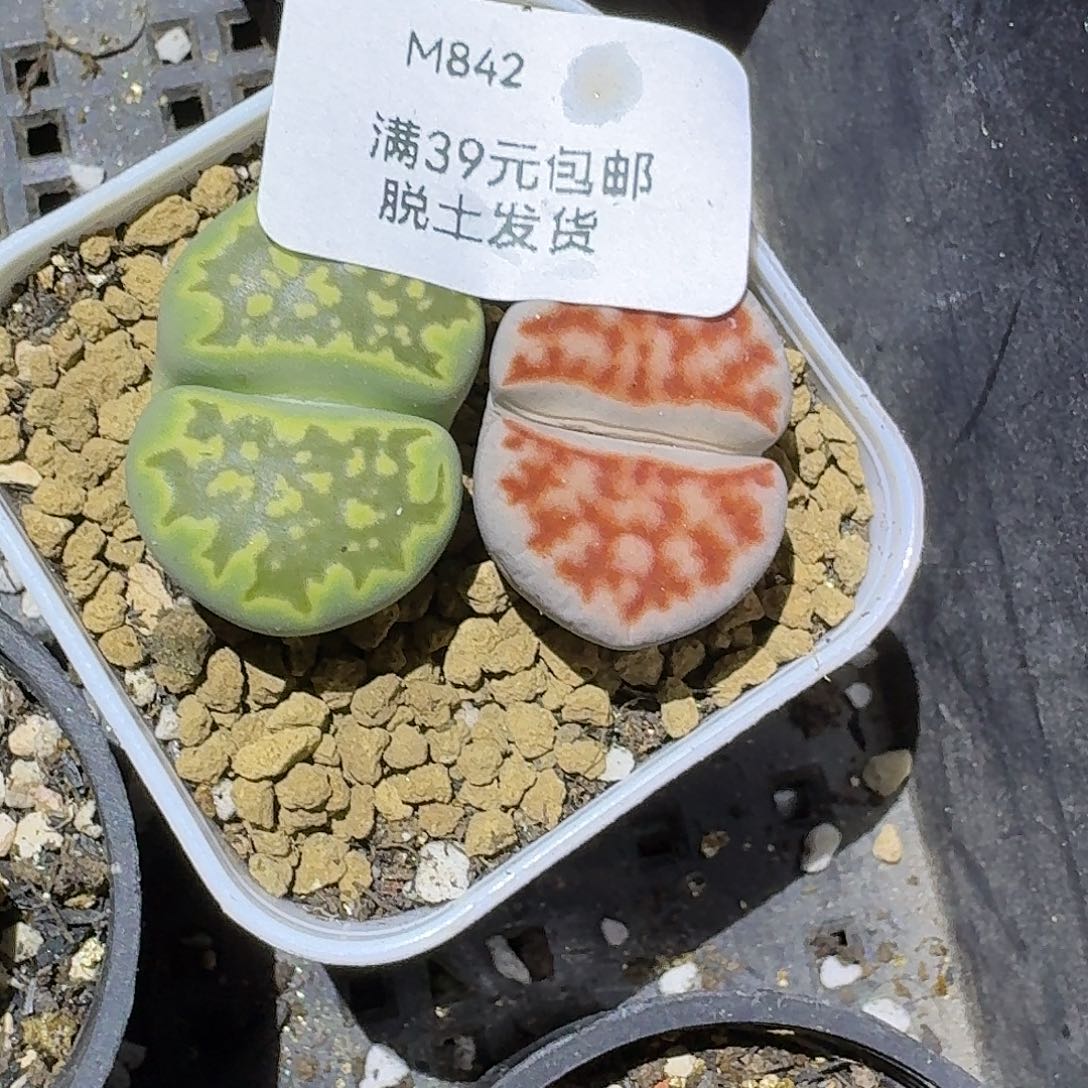 哇***咯842多肉哈哈哈哈哈哈哈哈