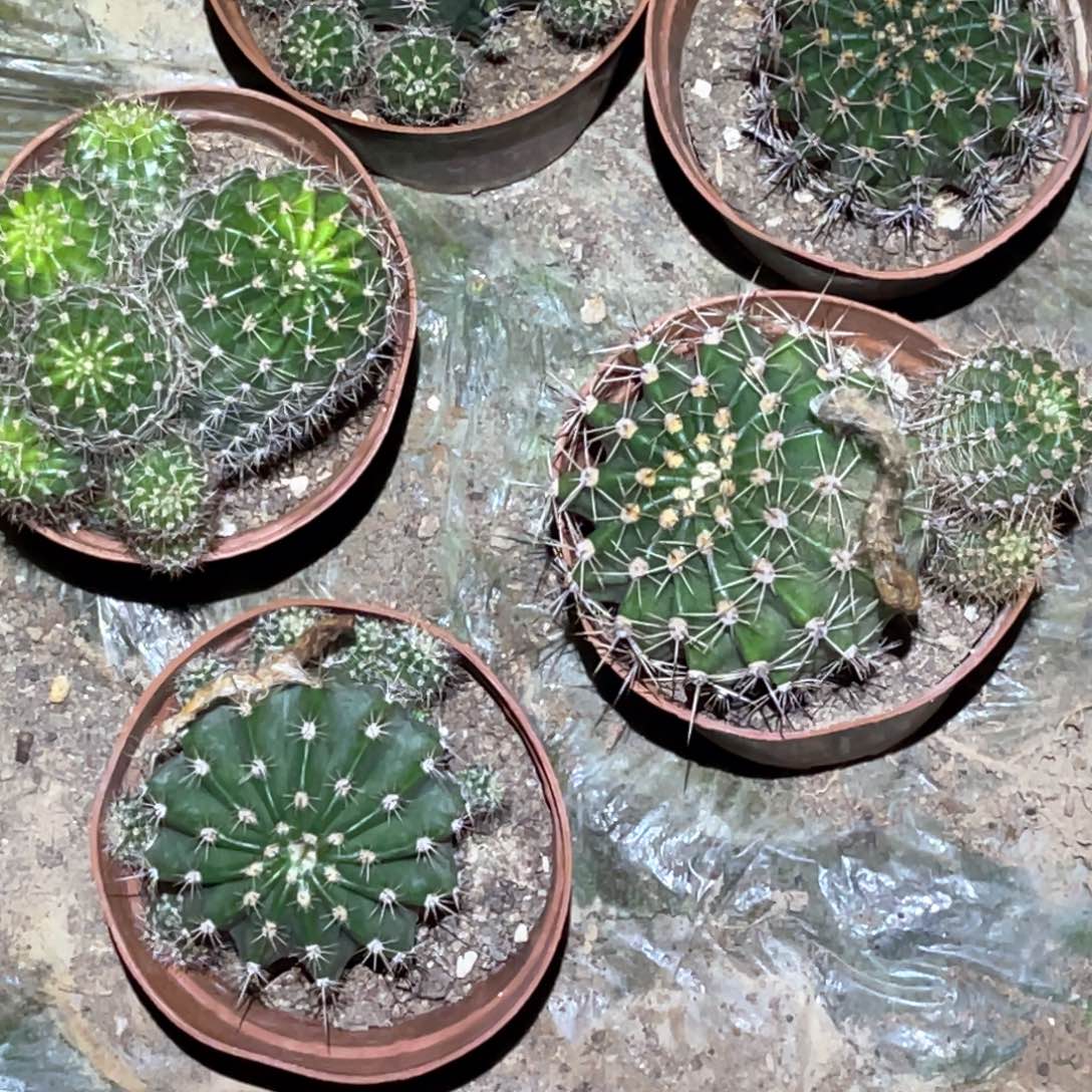中***龙彩草 5颗 脱土脱盆摘花满20包邮
