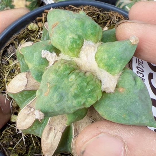 福利苗接怒涛2069