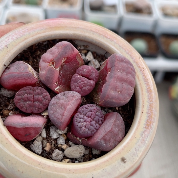 124阿克塞尔玫瑰一颗脱土