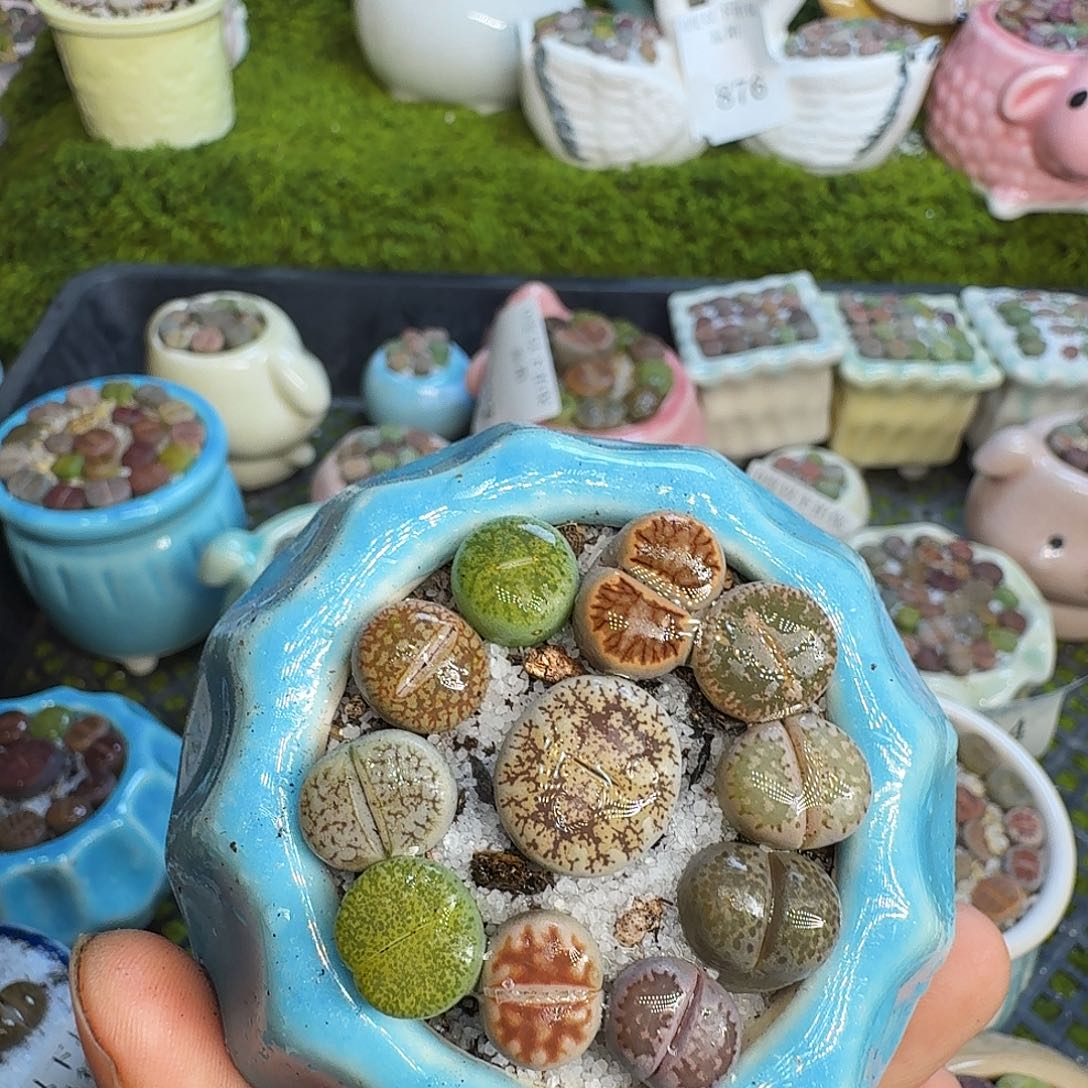 可***米多肉植物福利冲946