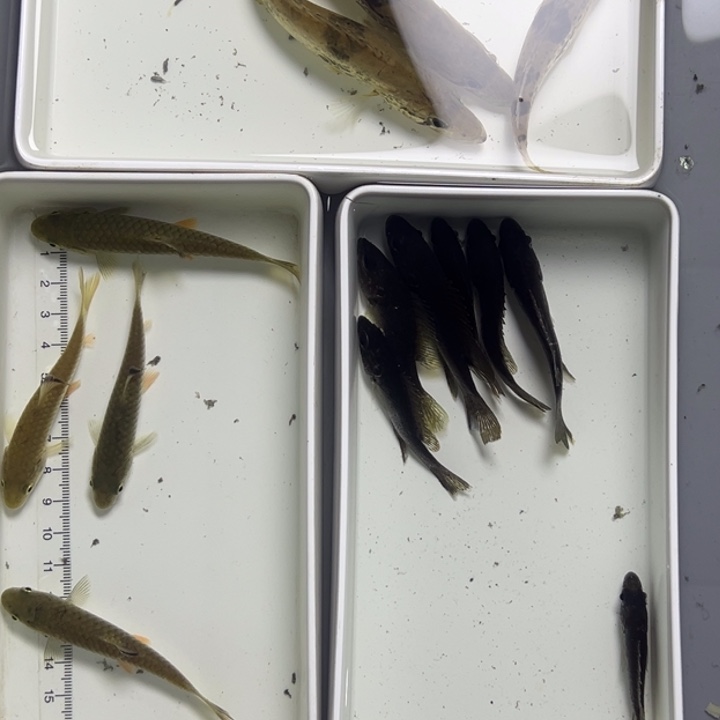 6***4中国大陆白鳜两斤活泼坛子