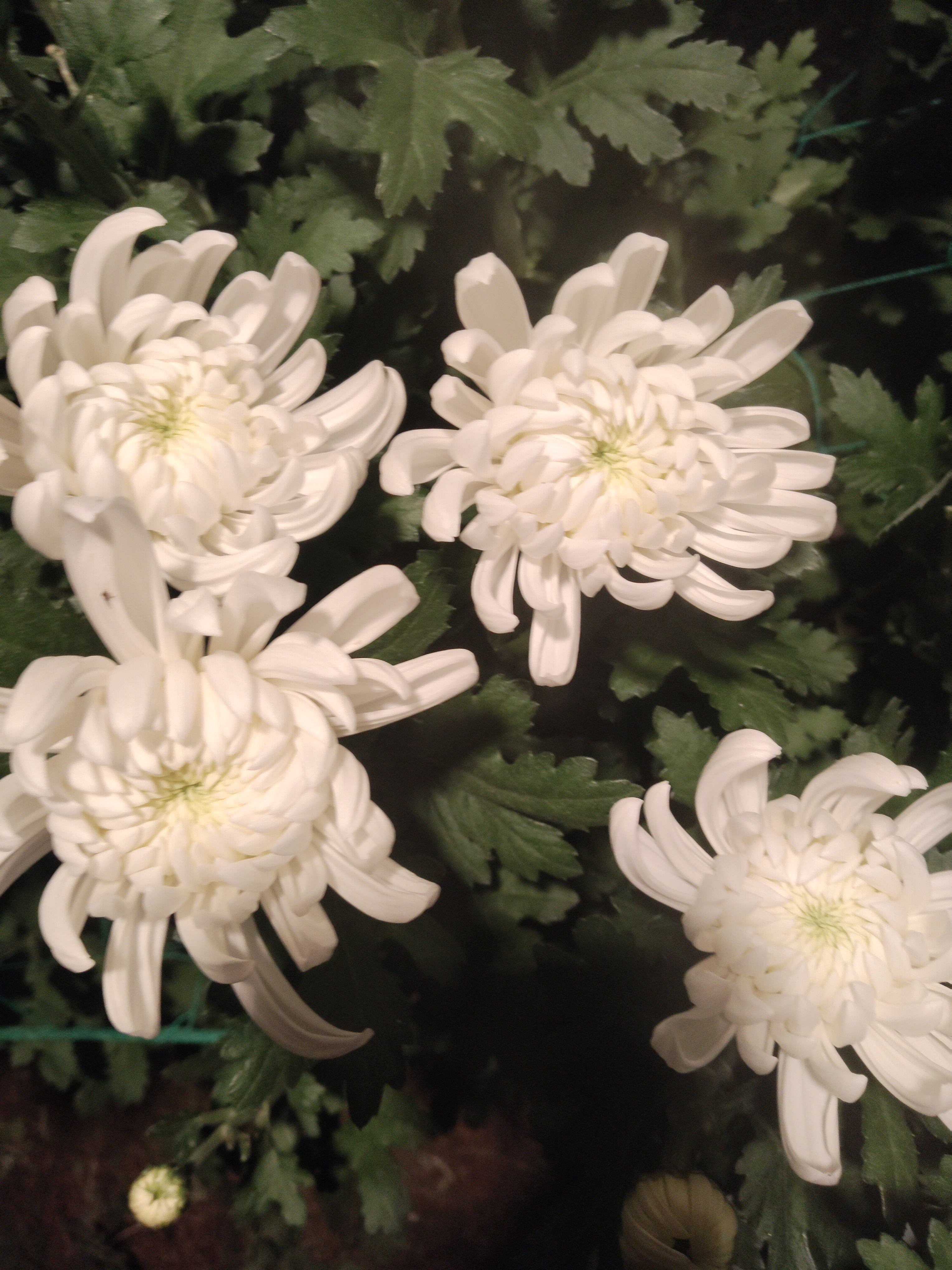 优质白菊连云港基地直发没有打包费