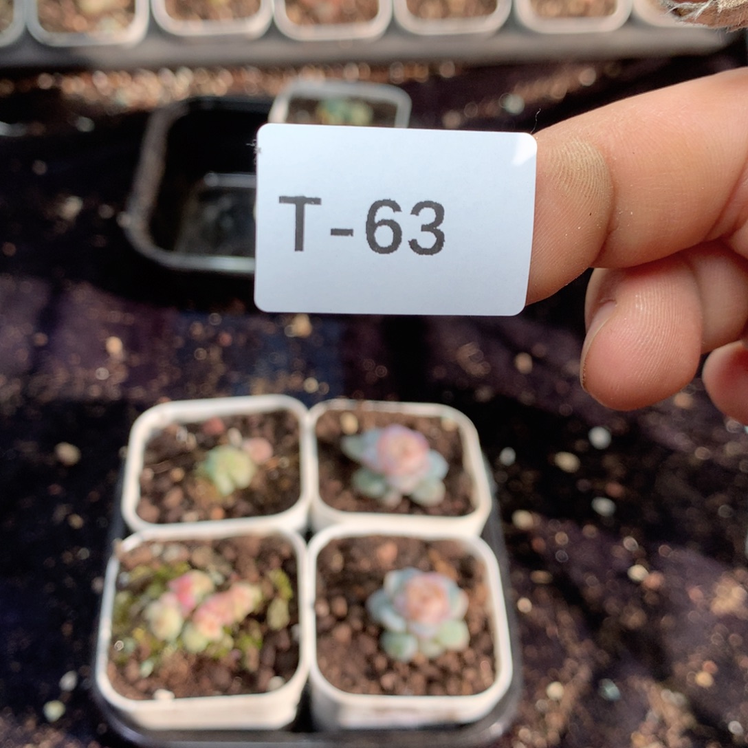 无花朵T63月英语英语