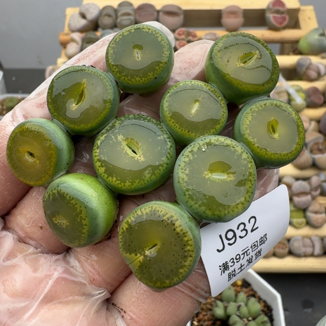 932哈哈哈哈哈哈哈哈