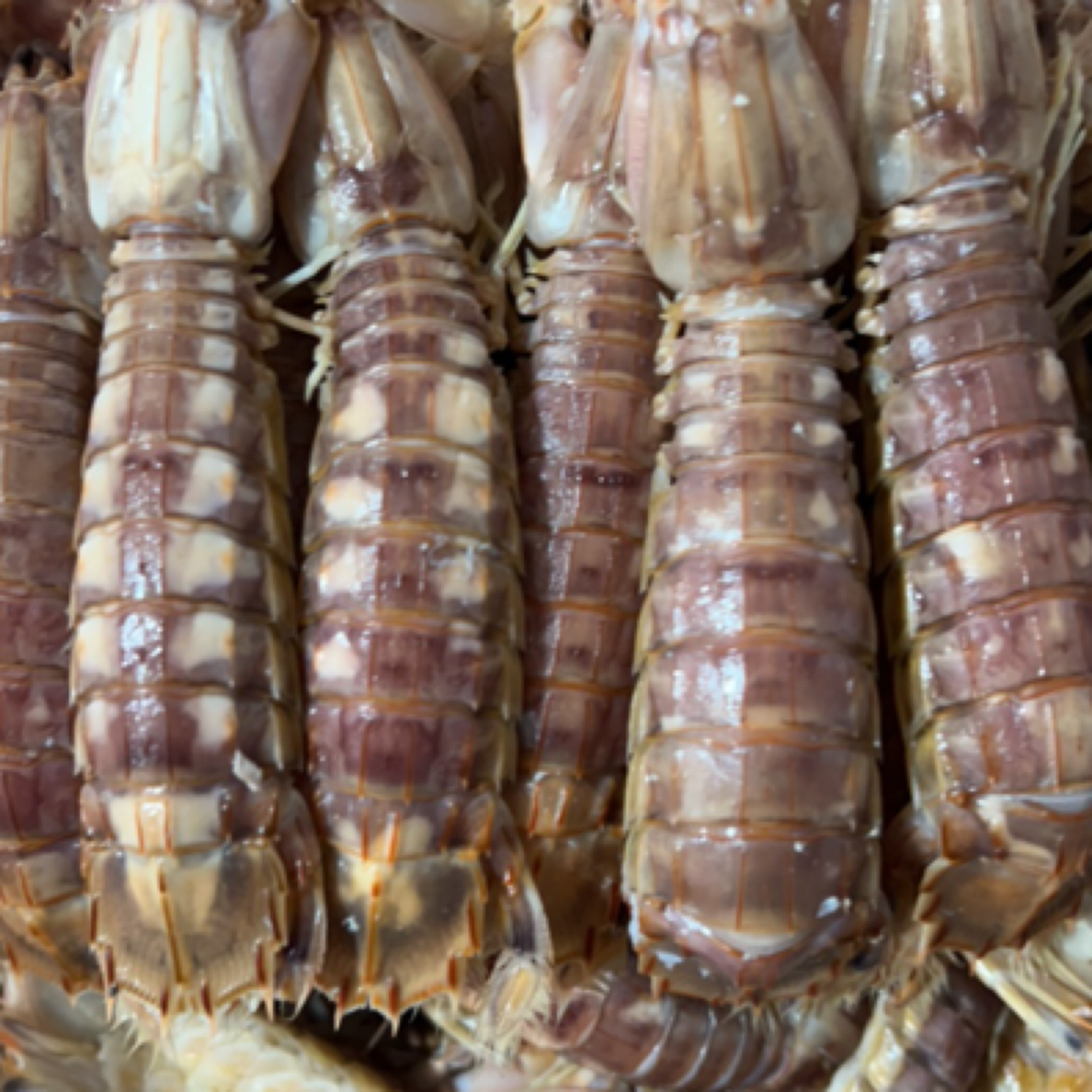 精品大子皮皮虾2斤88