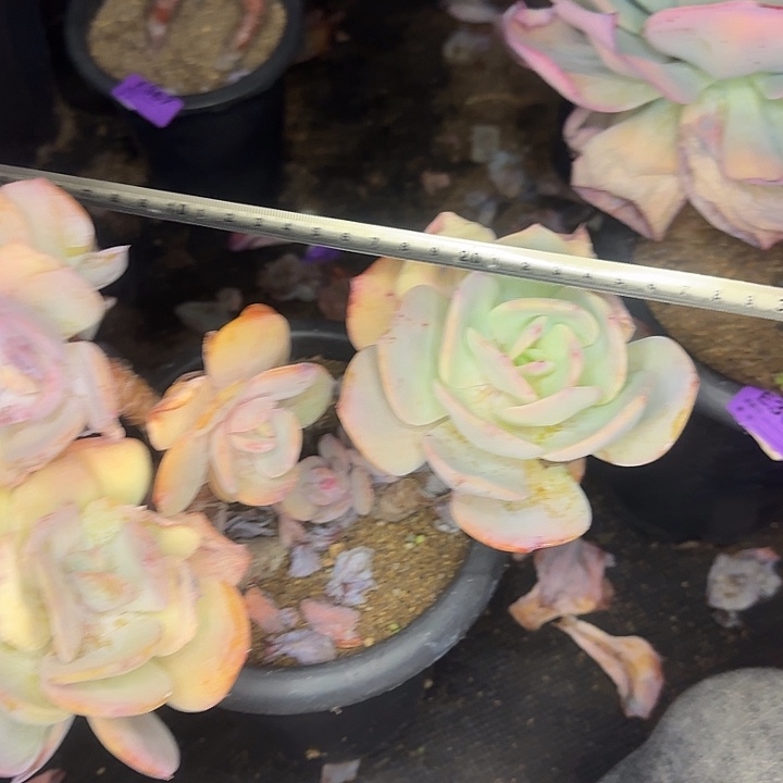 白凤377 多肉植物一物一拍