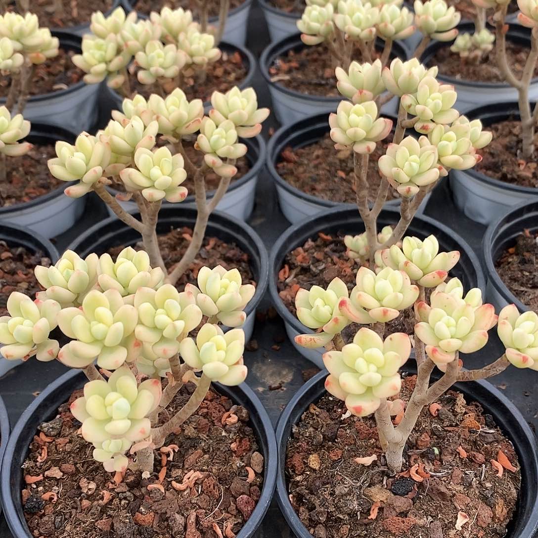 03。糖果米奇锦。福利多多