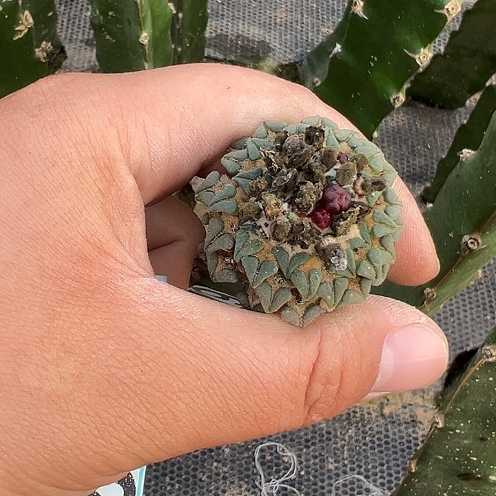 单头姬牡丹仙人球719