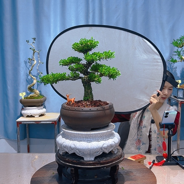 可***冰无花朵广东皱皮雀舌黄杨