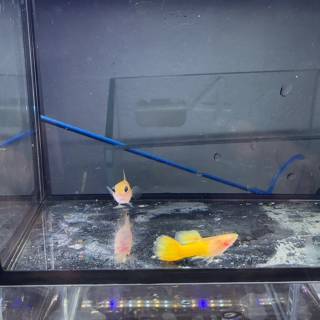 孔雀鱼黄金玻璃猫一对白子公