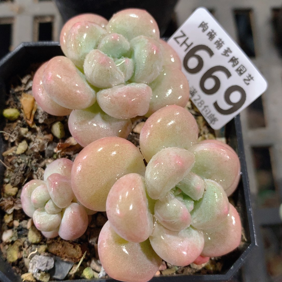 5CM拇指盆精控多肉ZH669