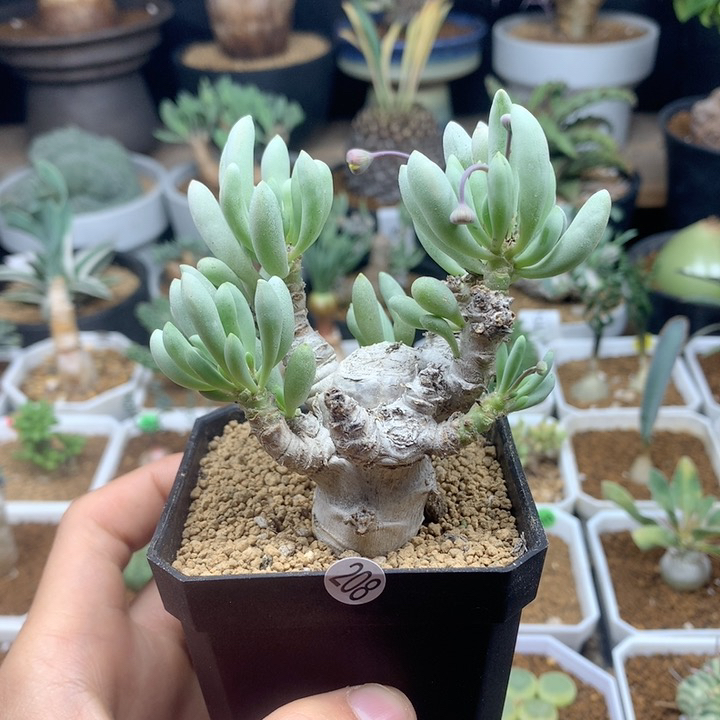 卡拉菲厚敦菊脱土多肉
