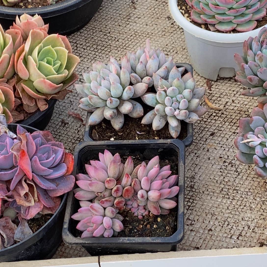 @****花48包邮一物一拍多肉植物