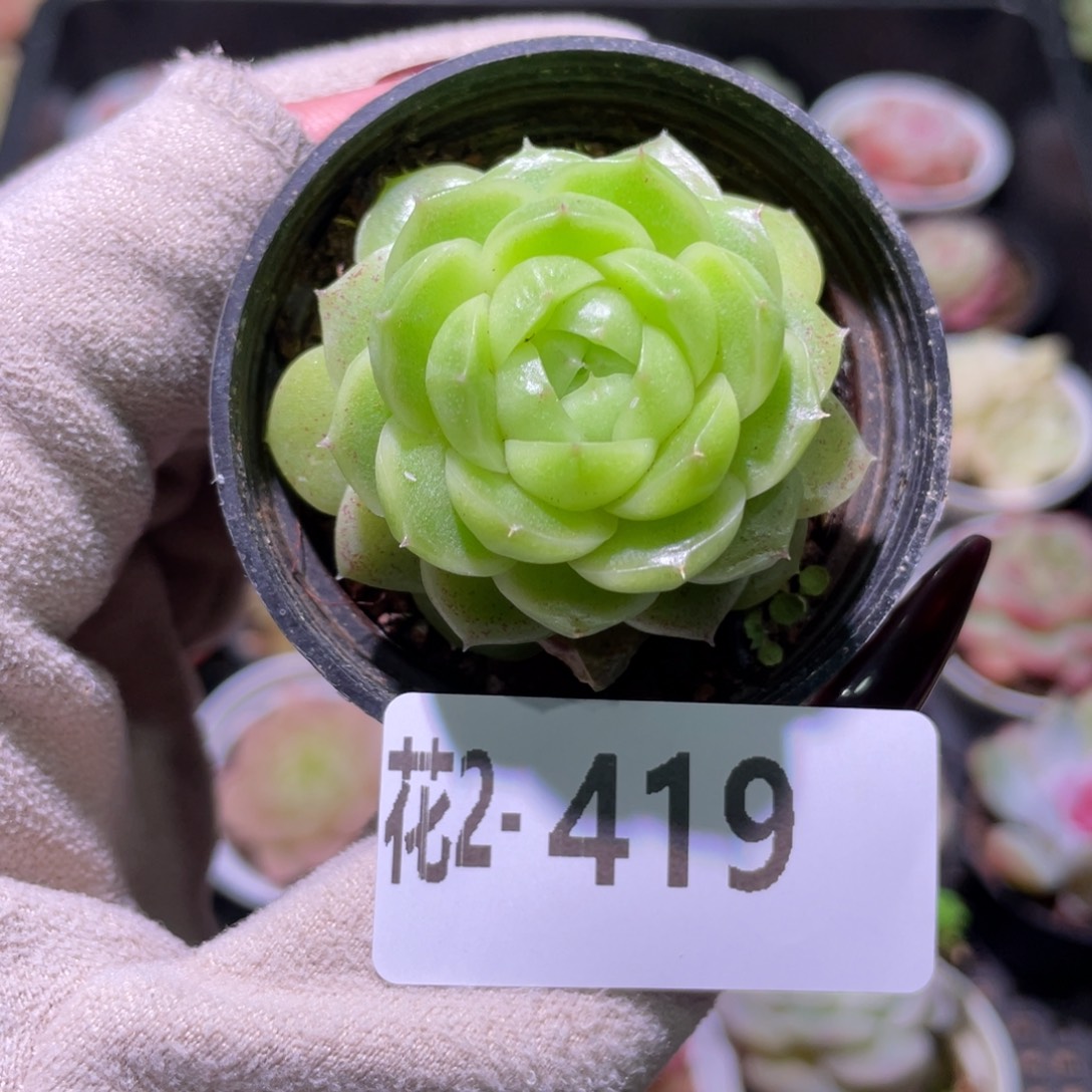 花利美2-419青鸾单头