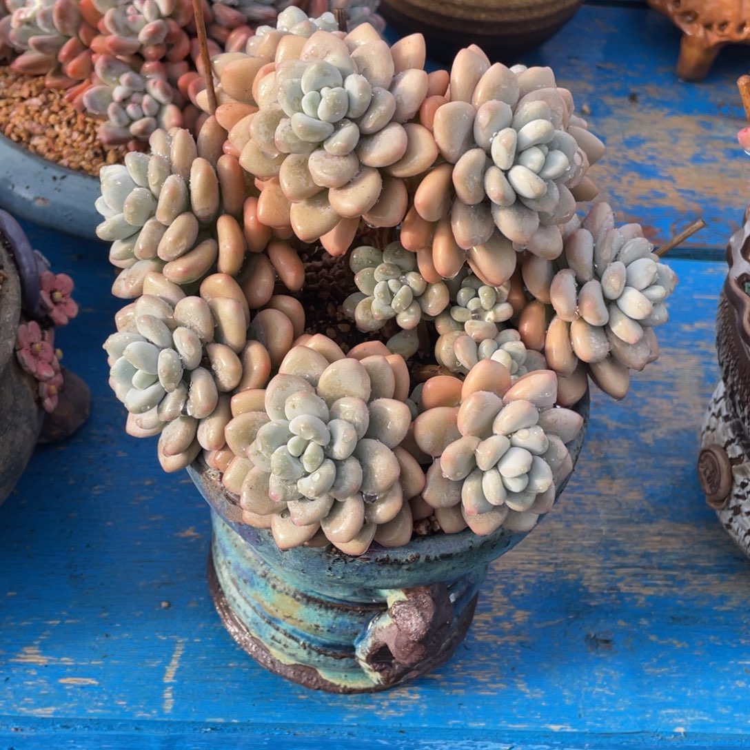 豆总多肉洛神朵朵