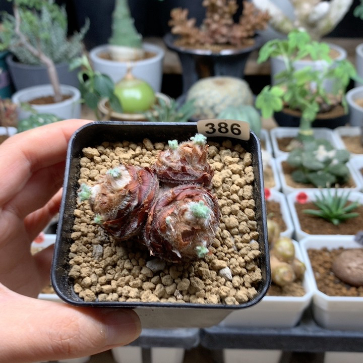 羽叶杨葵母本脱土386