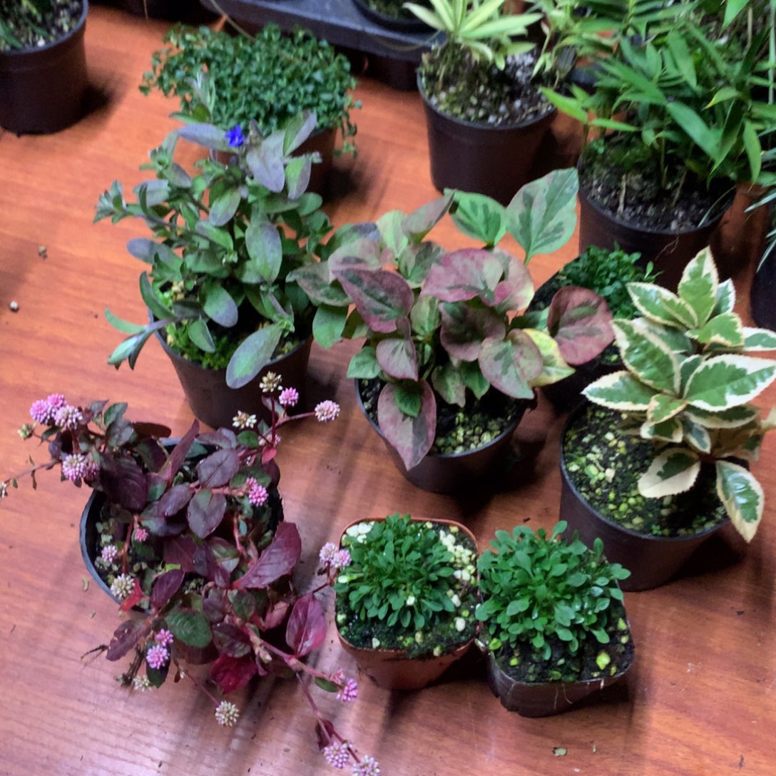 当前无花栽培后可以开花