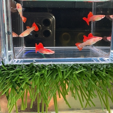 ****忆海水鱼菊花翻折扇白子压成3对