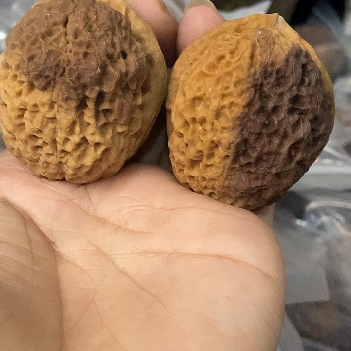 文玩核桃把件云南铁核桃基地54