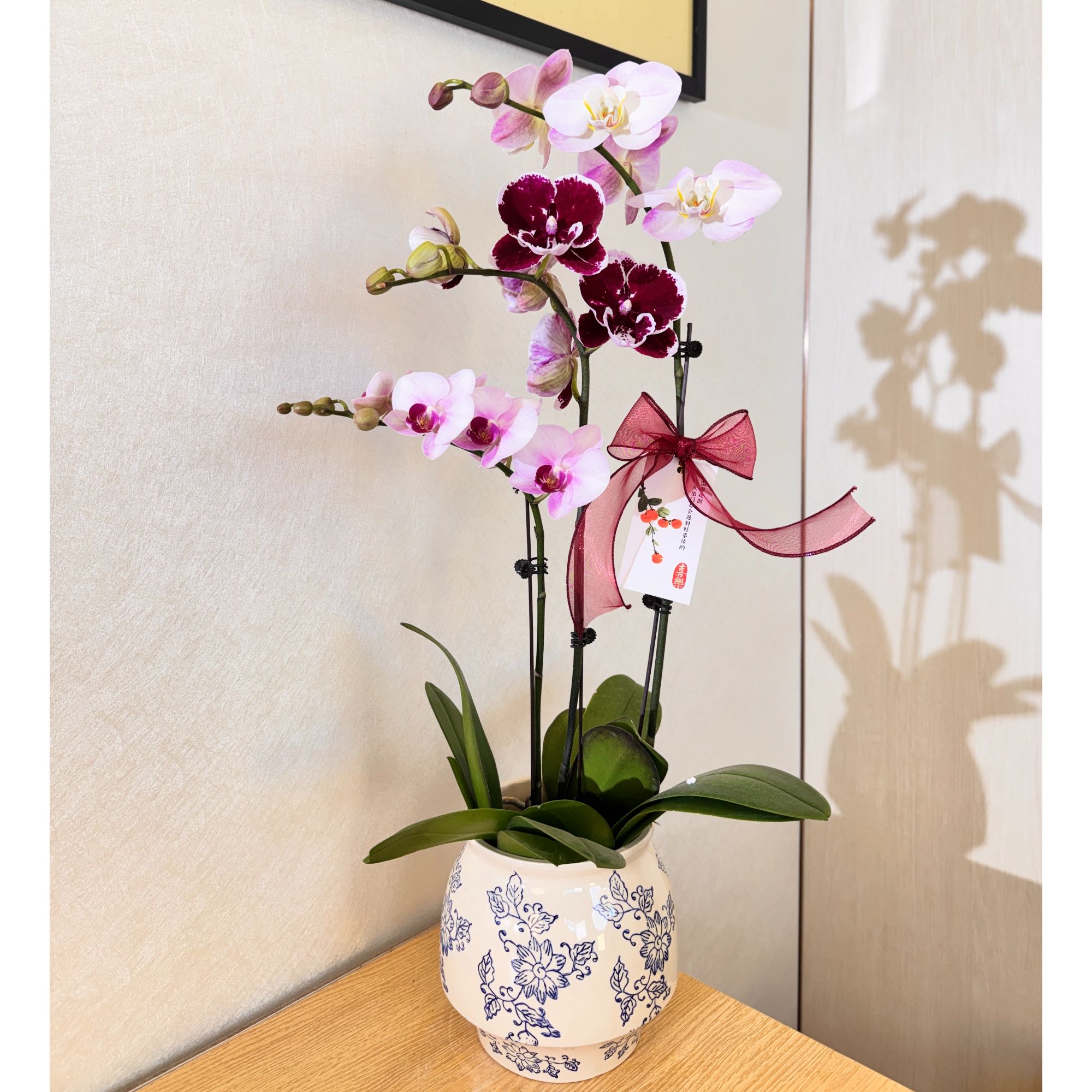 《多彩艺术组盆》粉色系列蝴蝶兰艺术组盆室内桌面绿植花卉摆件