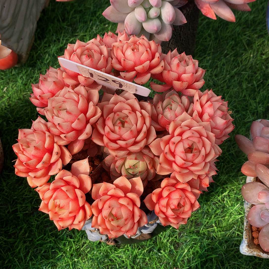 十*?笨巴蒂斯多肉植物526622