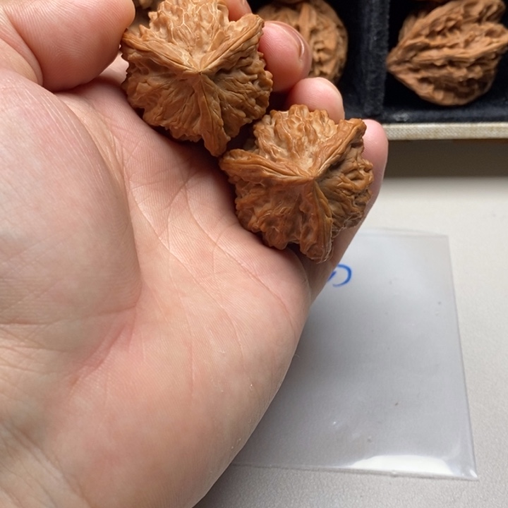 八***月手串/手链核桃哈哈哈哈哈哈哈
