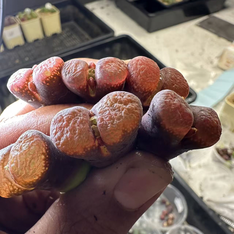 【天津专场】62多肉植物肉锥红蛋糕一颗