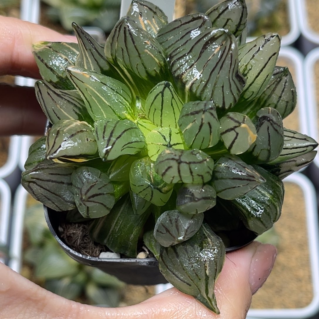 95群生西瓜寿锦福利专场