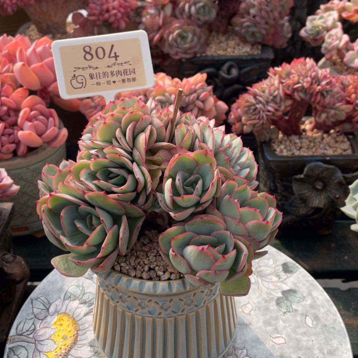 【闪购商品】牡丹亭804