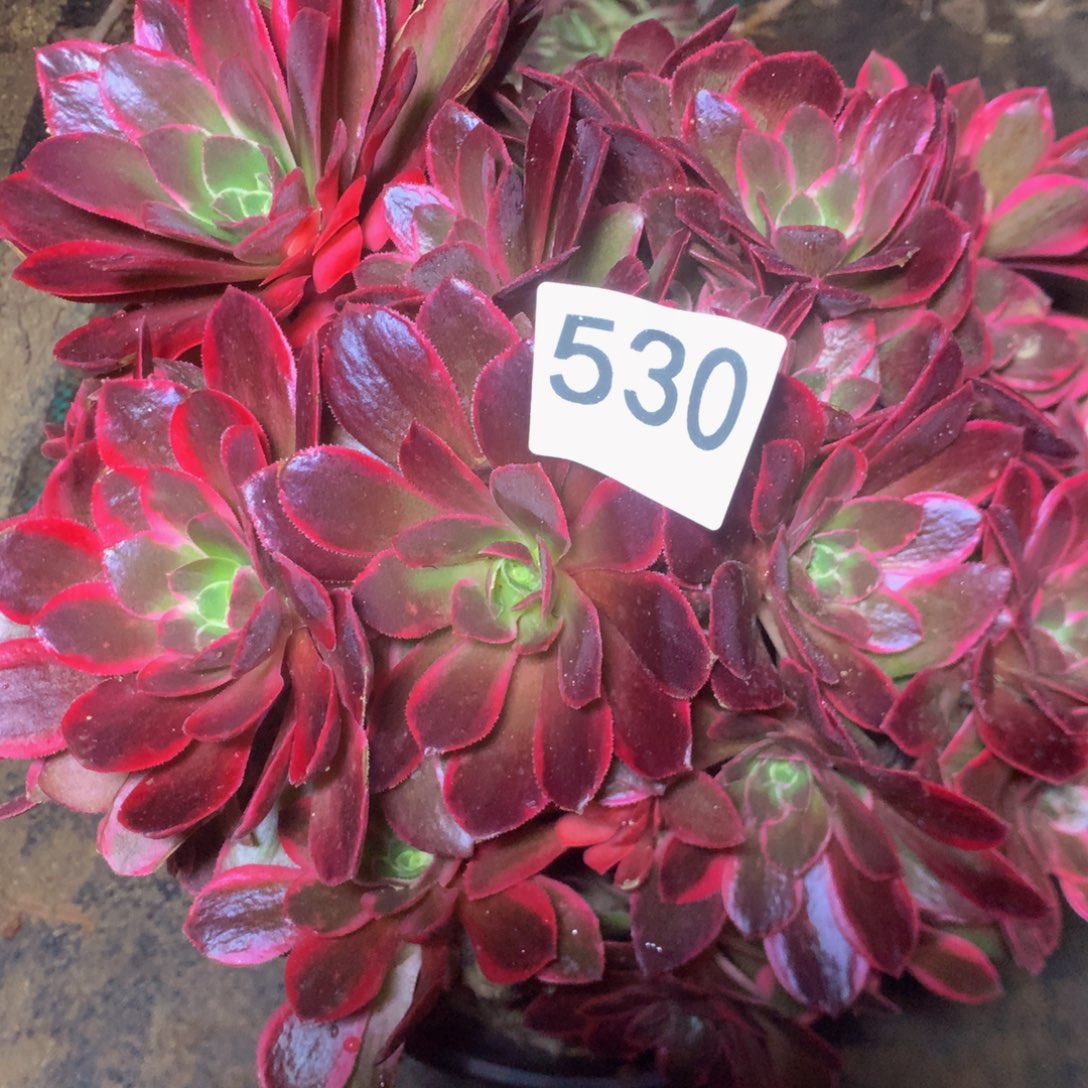 530女妖有砍多肉植物