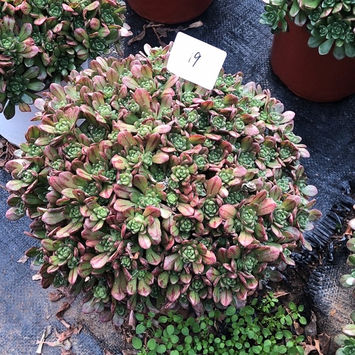 19号 小狐狸法师 多肉植物