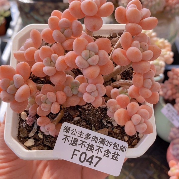 鱼子酱老桩8cm047多肉植物