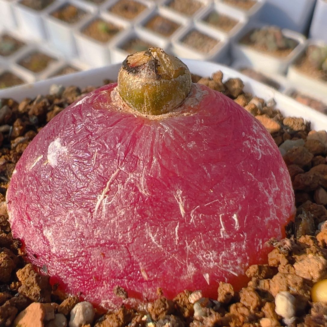 33多肉植物百科大灯泡