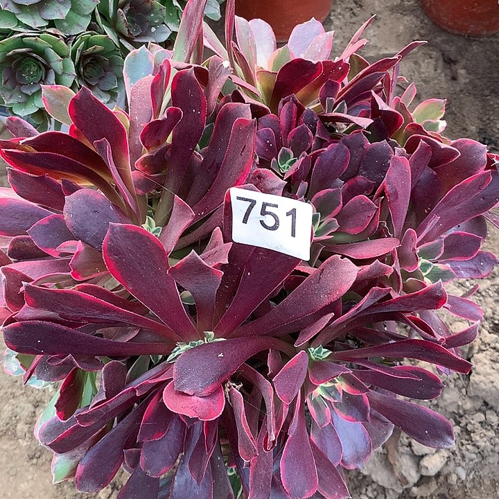 无花朵751金丝缺中