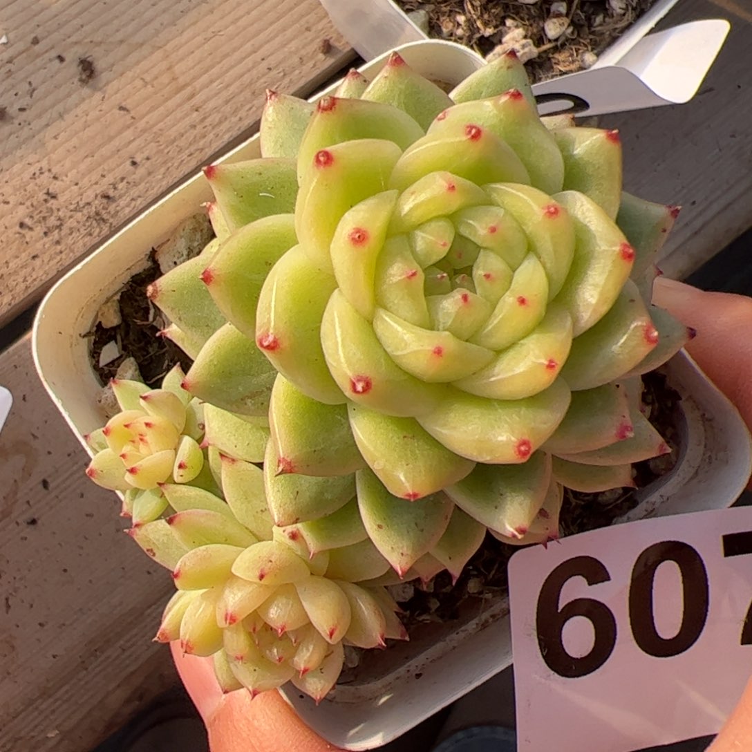 607 满38包邮一物一拍