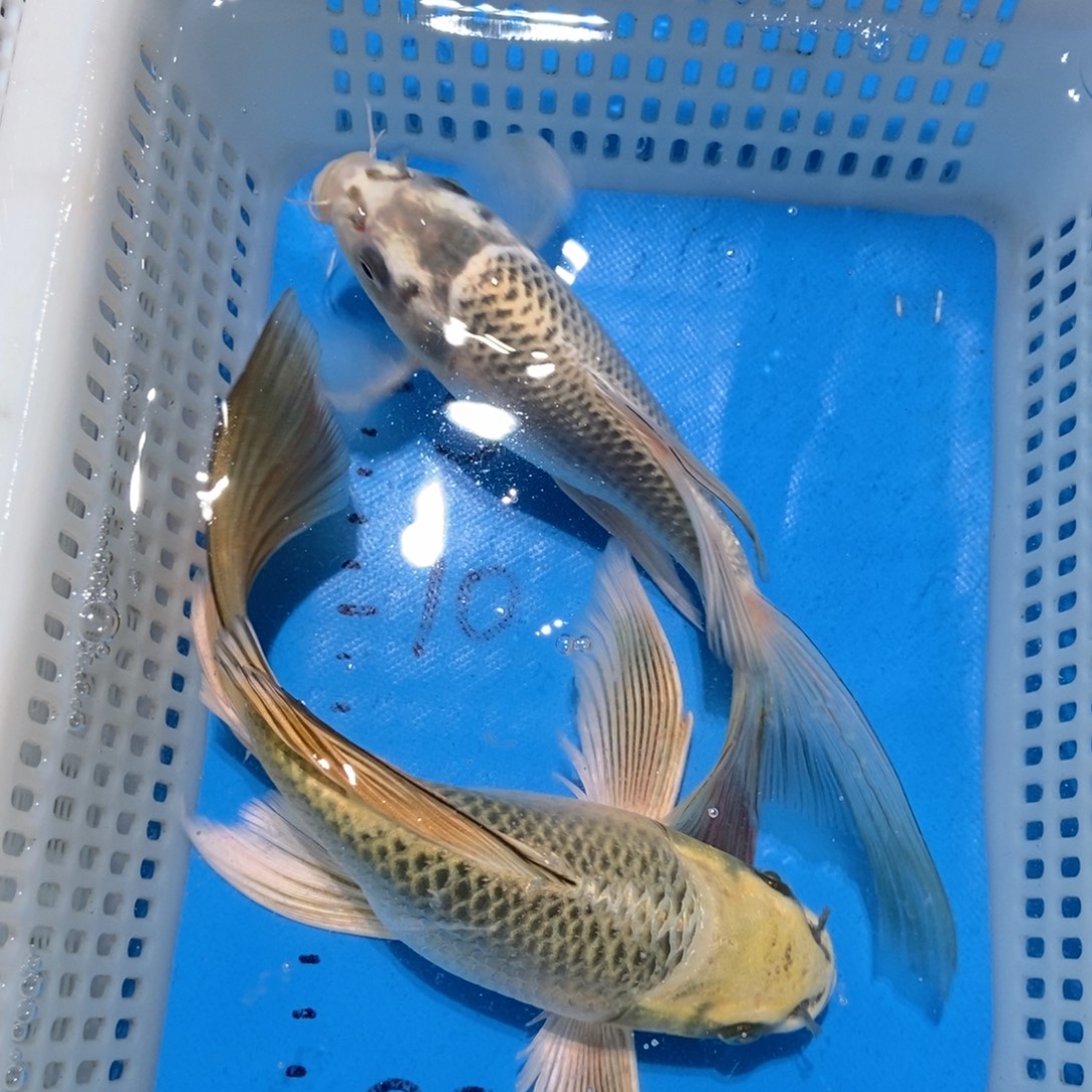 锦鲤锦鲤包邮包售后