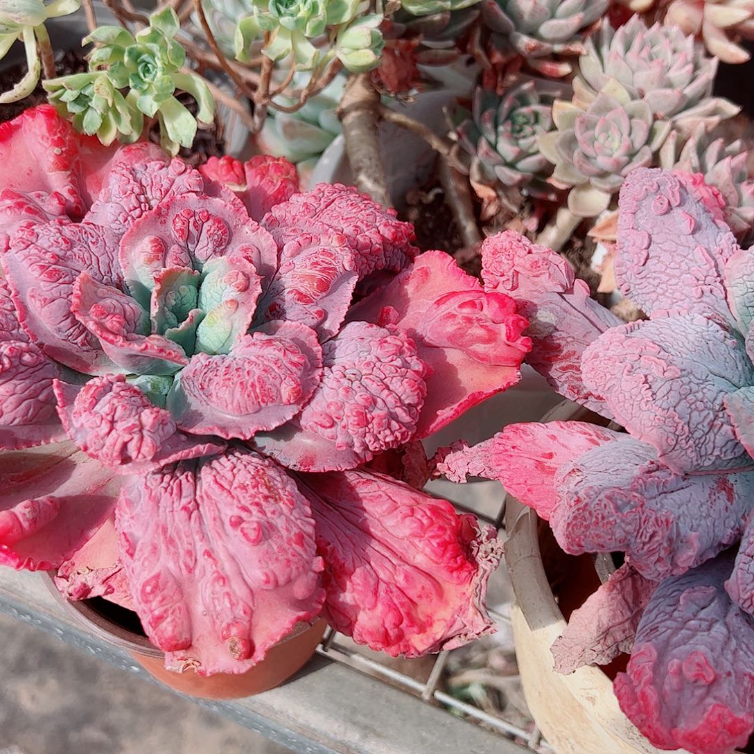 狂野男爵大单头精品