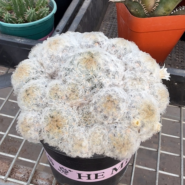大白星群多头12仙人球