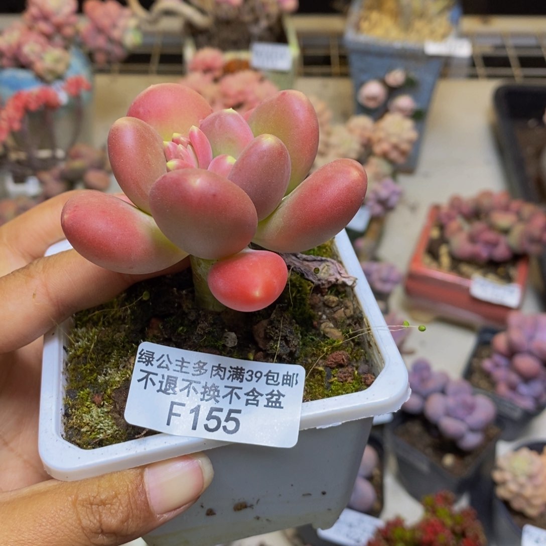 155金蟾多肉肉5cm