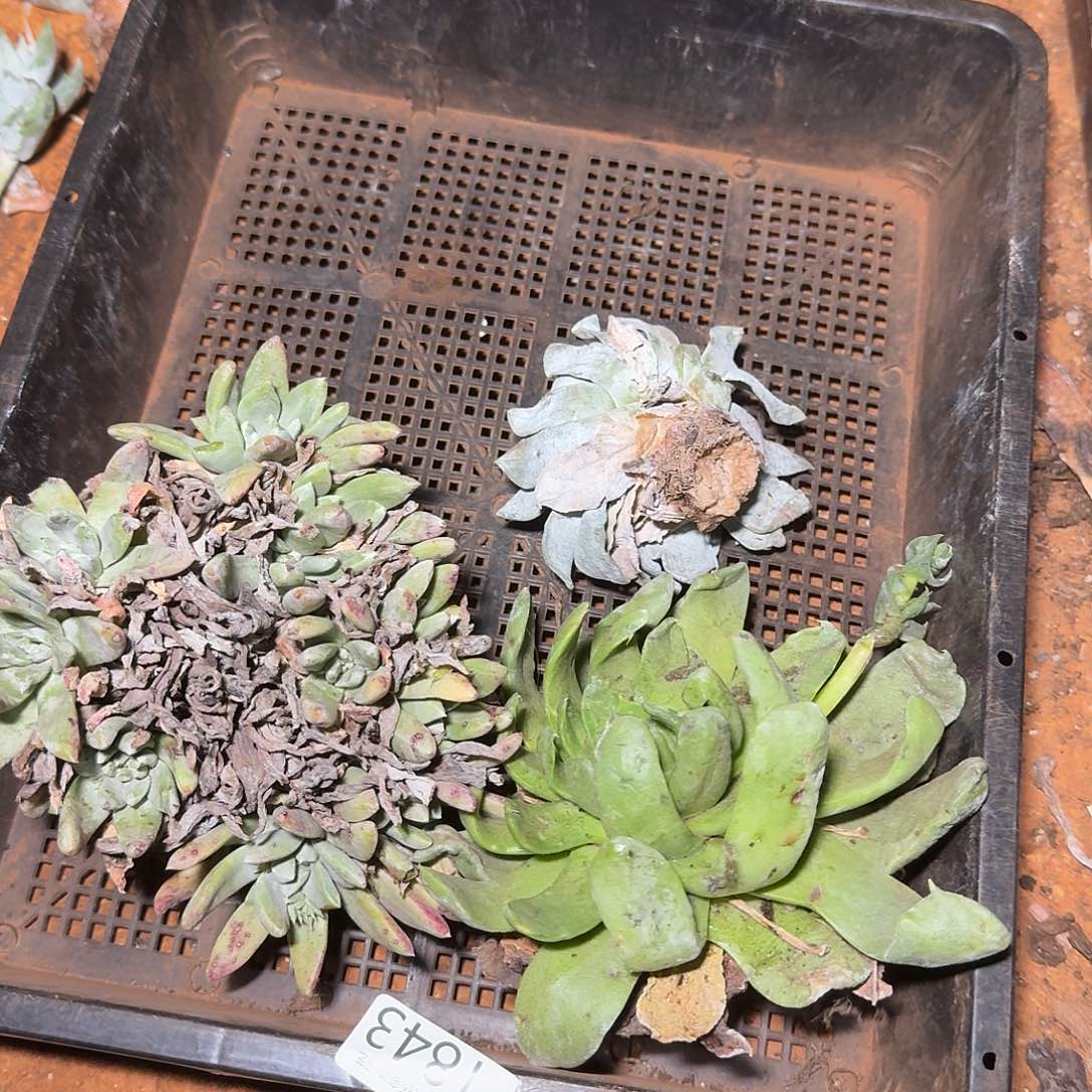 3代杂交仙女杯多肉福利瑕疵处理