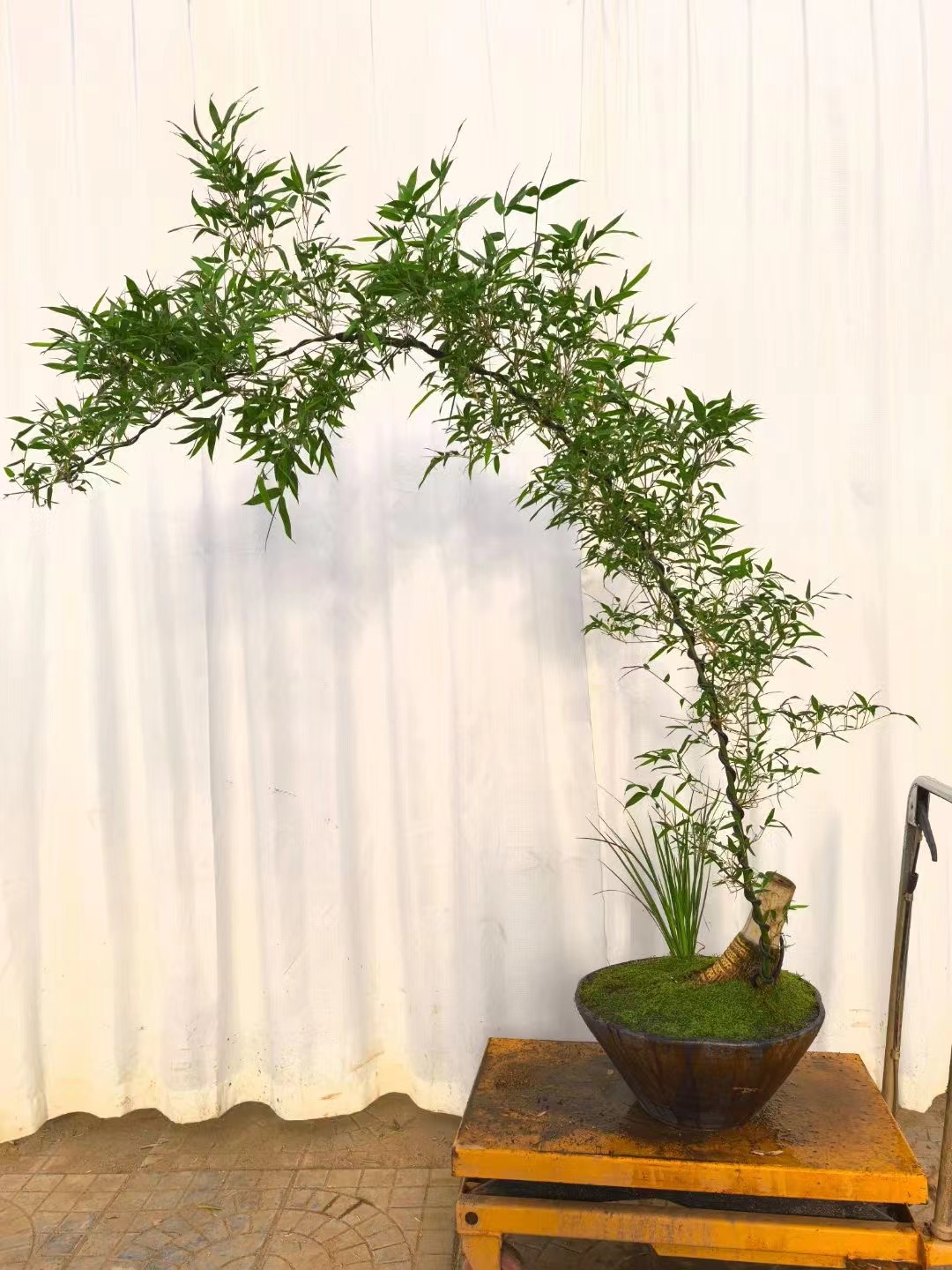 (一物一拍168—1000专用链接）小叶簕竹成品盆栽老桩禅意竹子办公室