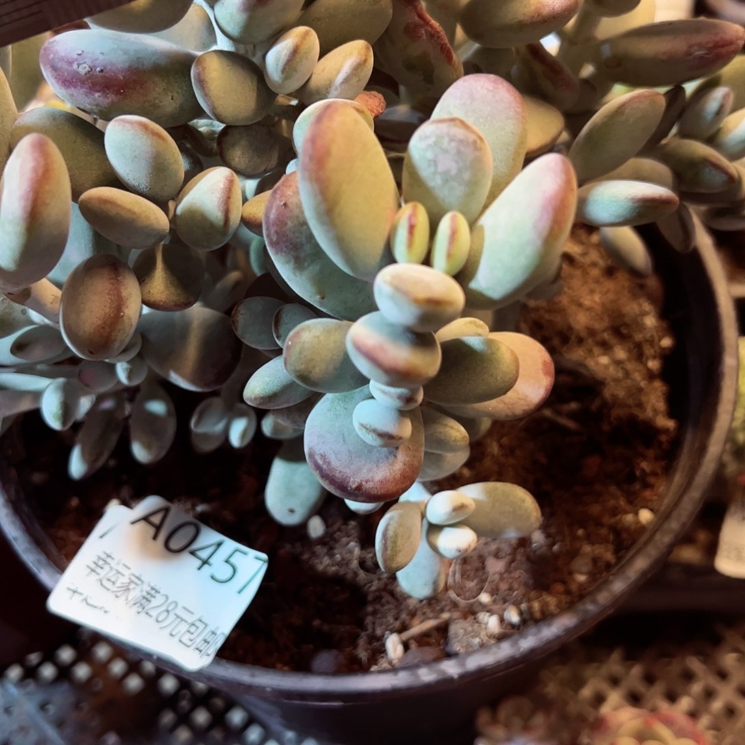 幸运的是我的朋友们