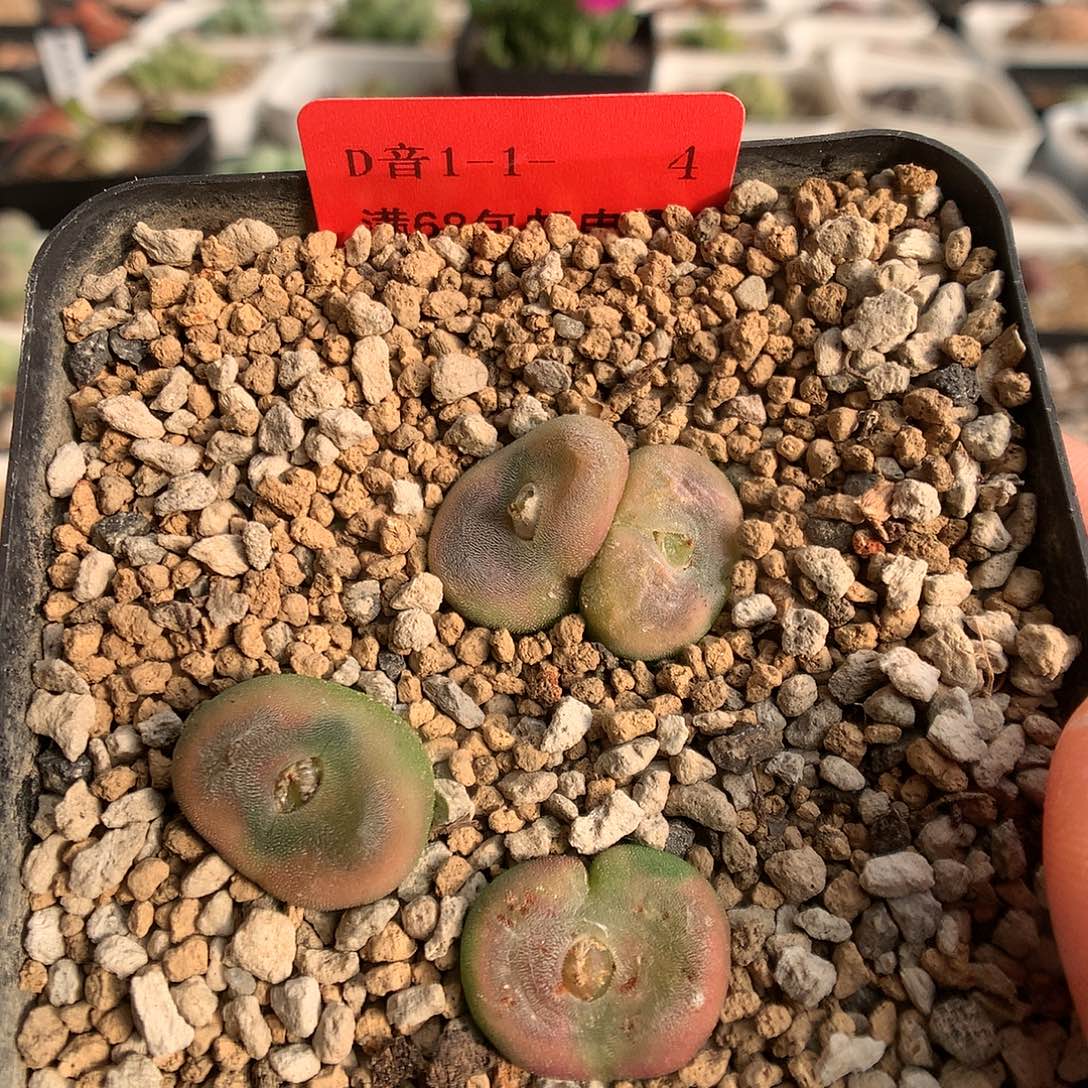 1-1-4 水晶鞋一盆