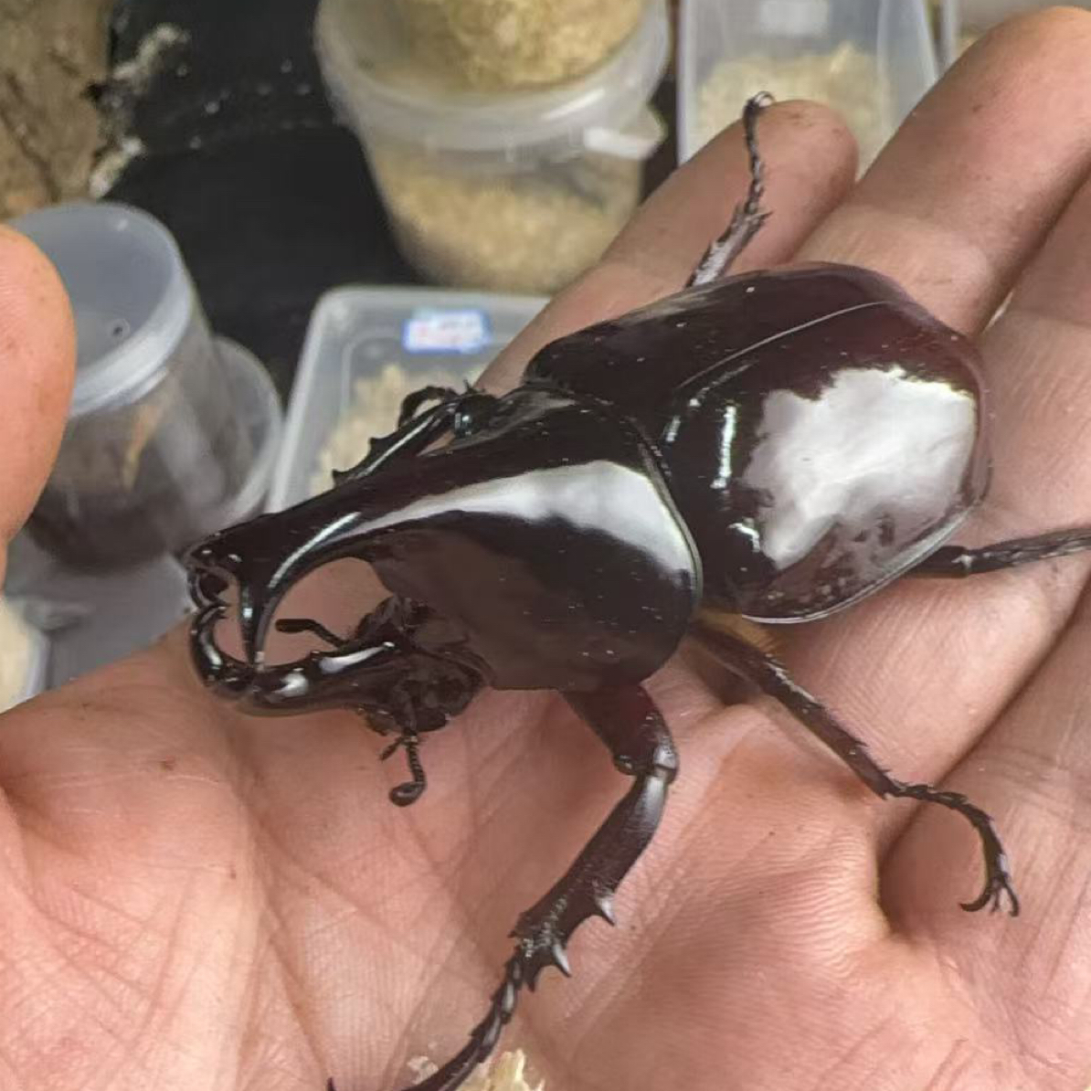 佛罗伦萨姬兜无忧罐1-2龄（活体甲虫幼虫）