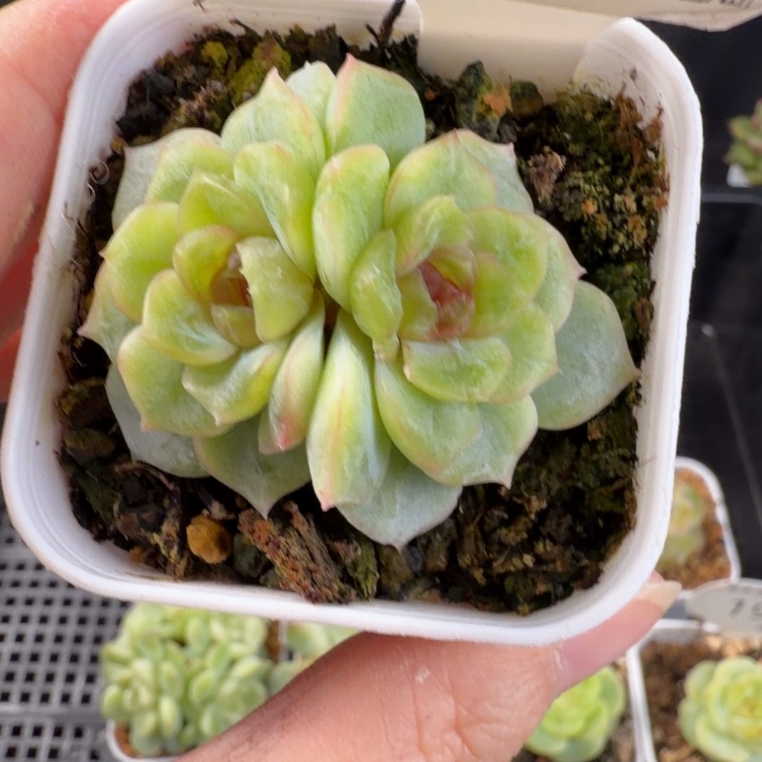 孤品珍妮双头一颗200号