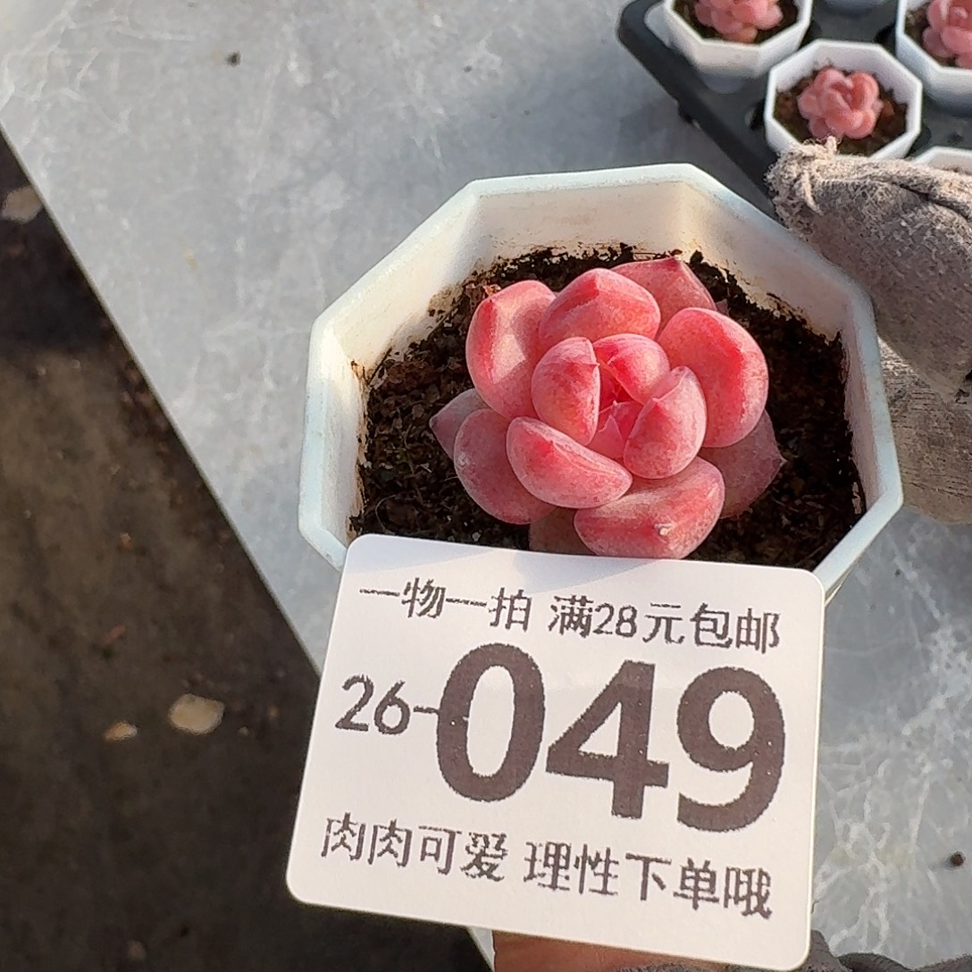 玉兔无盆土发货无盆土发货无