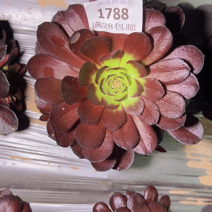 1788黑寡妇多肉植物