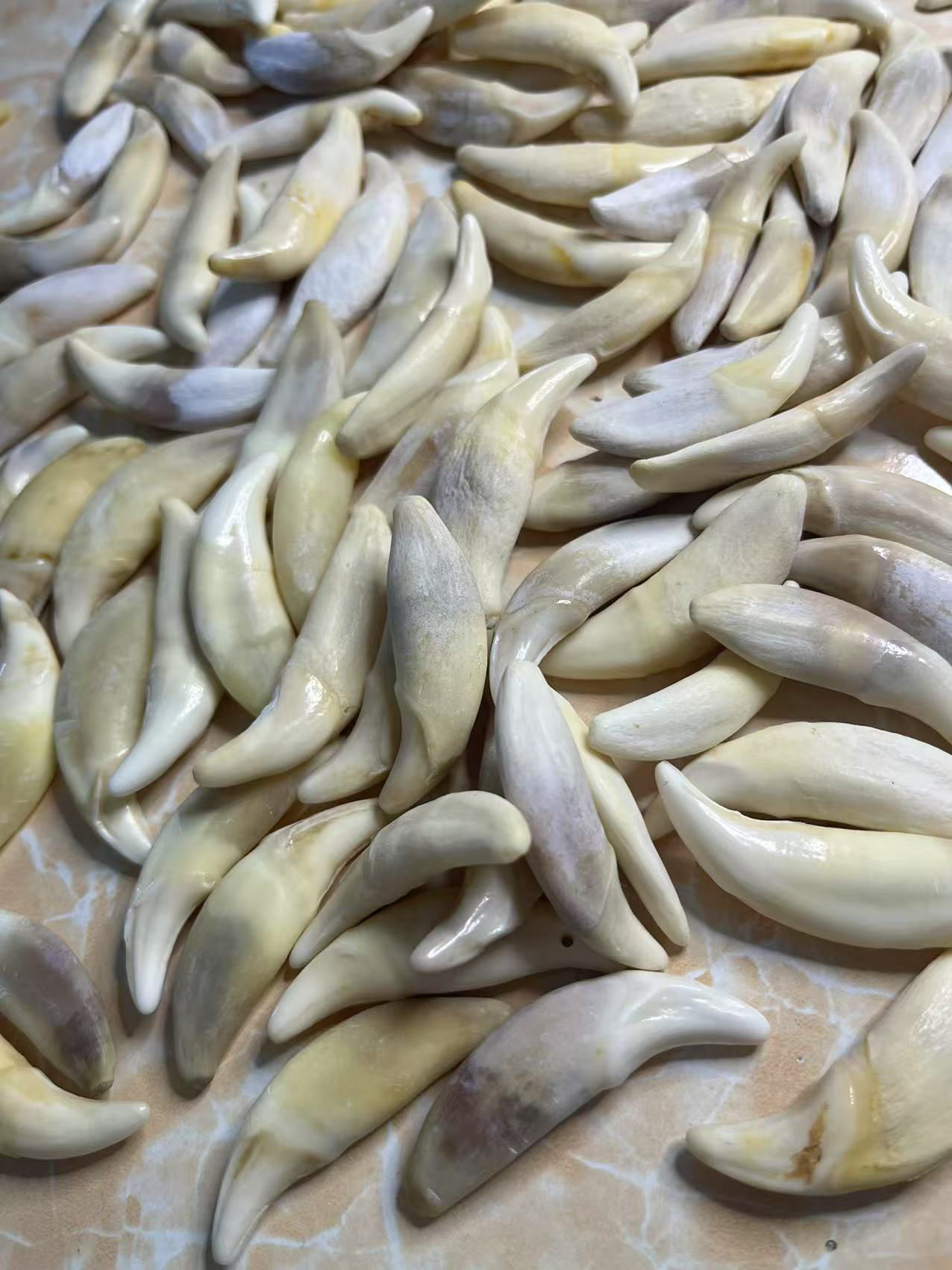 非金属陶瓷吊坠 原生老狗真狗牙1对狗牙齿